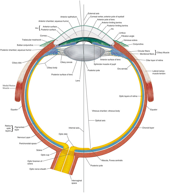 eye structure download